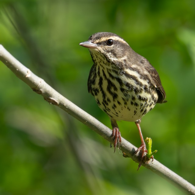 Northern Waterthrush - ML634494865
