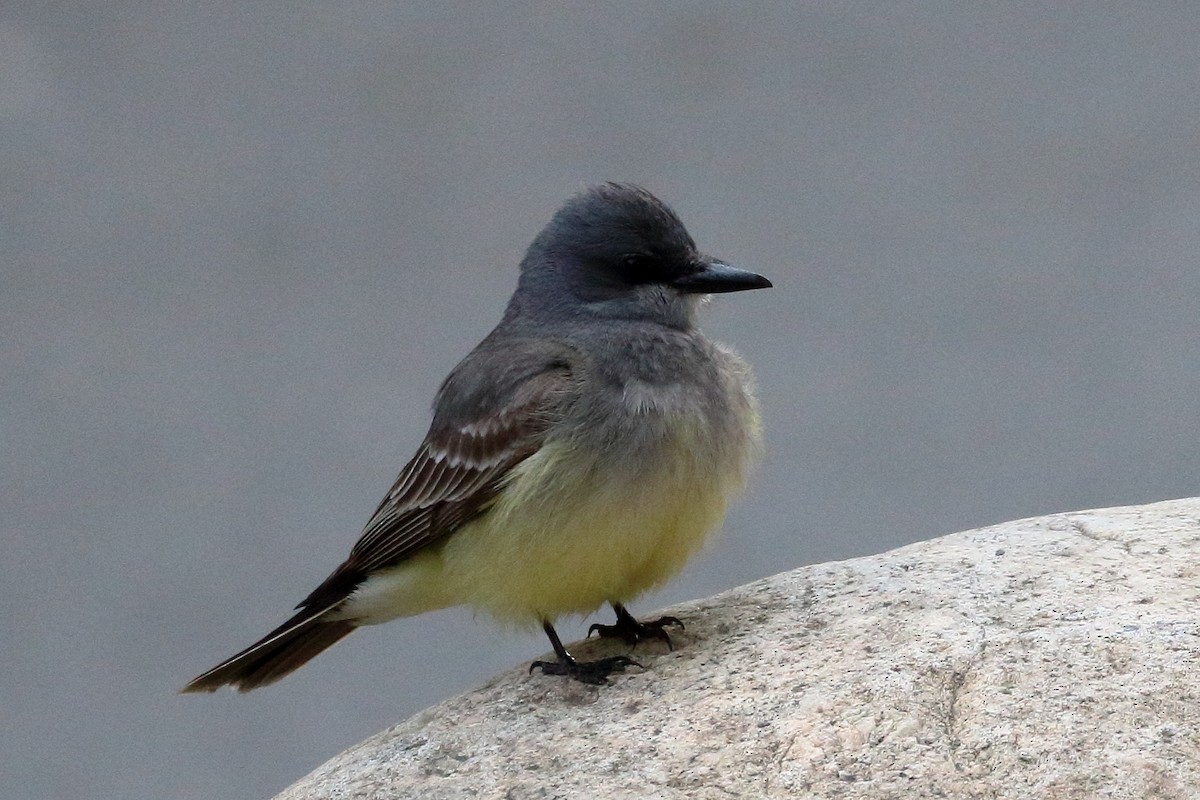 Cassin's Kingbird - ML634495103