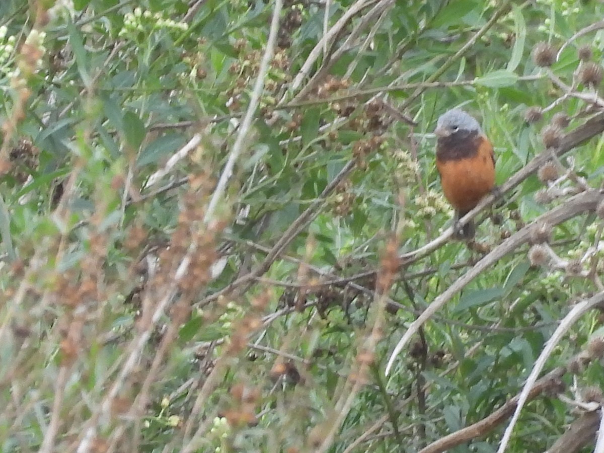 Dark-throated Seedeater - ML634495133