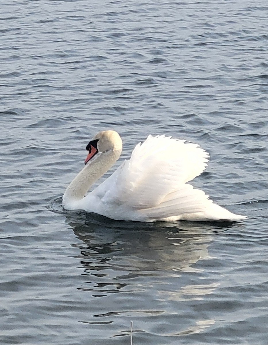 Mute Swan - ML634495139