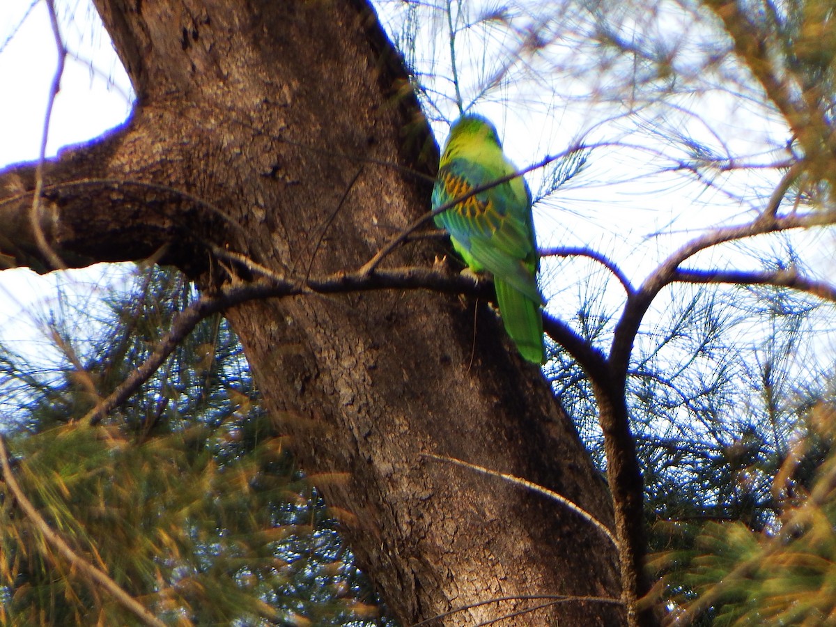 Blue-naped Parrot - ML634495216