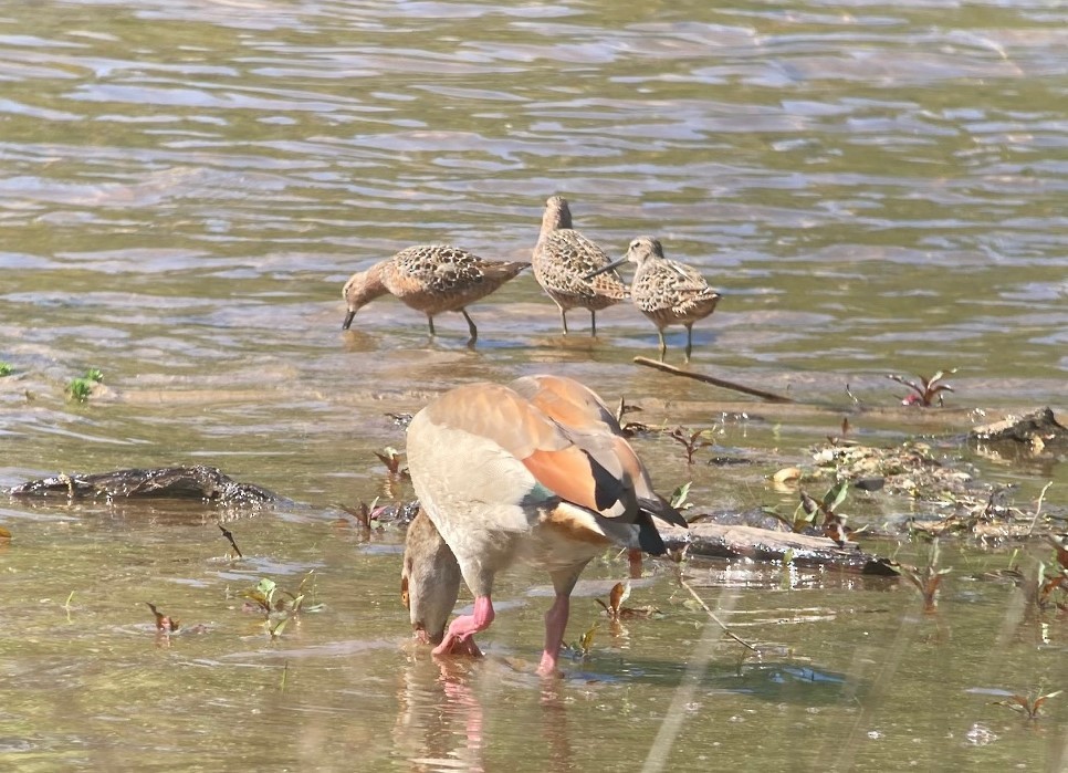 Long-billed Dowitcher - ML634495300