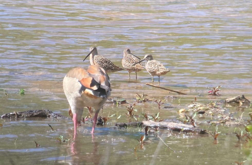 Long-billed Dowitcher - ML634495301