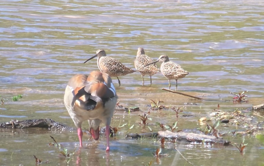 Long-billed Dowitcher - ML634495302