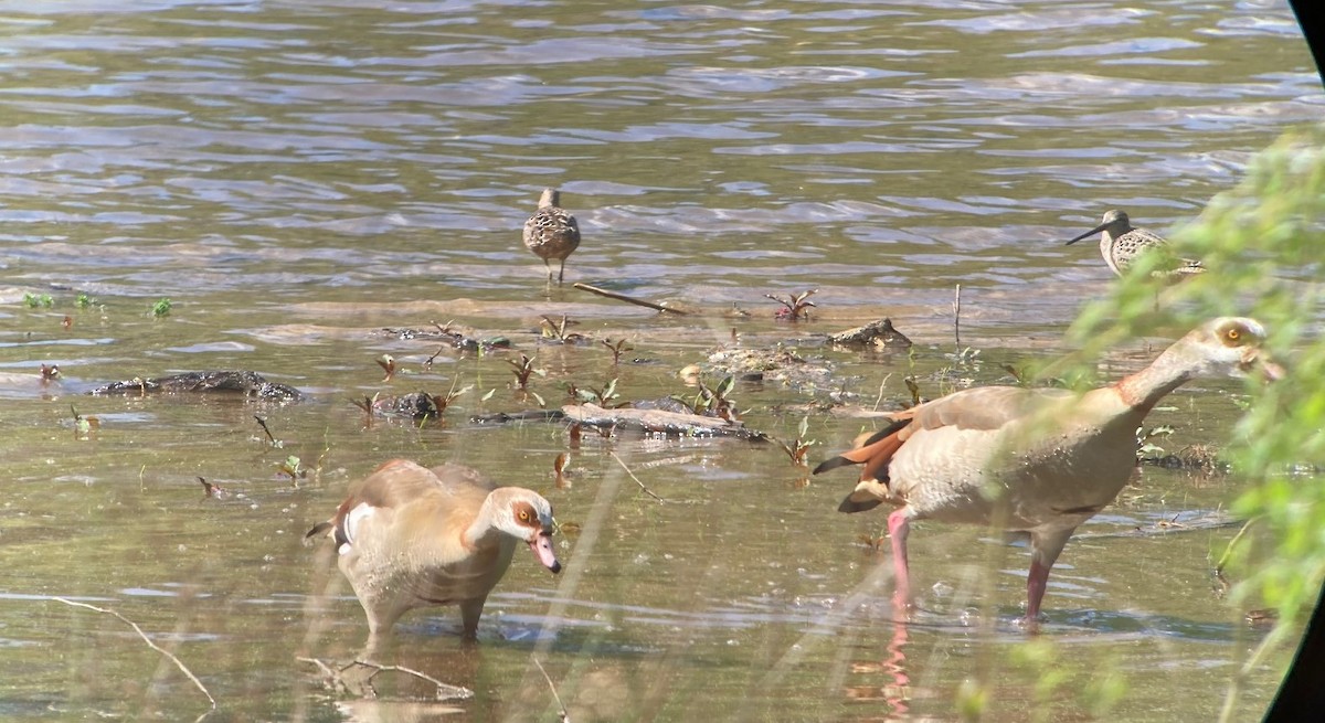 Long-billed Dowitcher - ML634495303