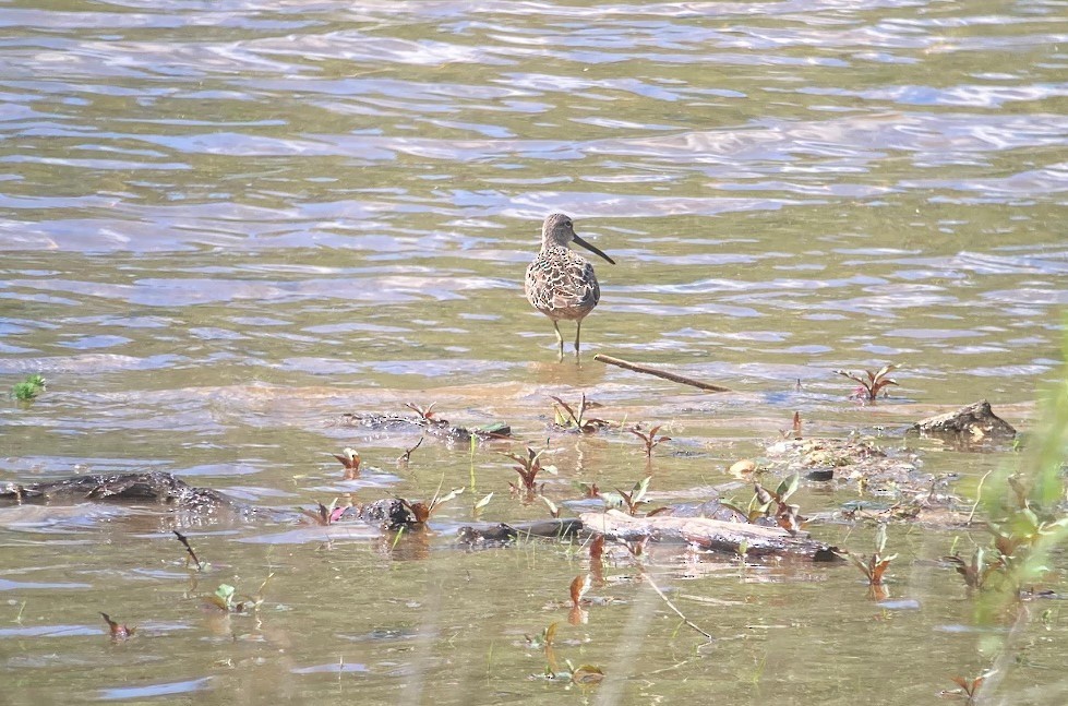 Long-billed Dowitcher - ML634495304