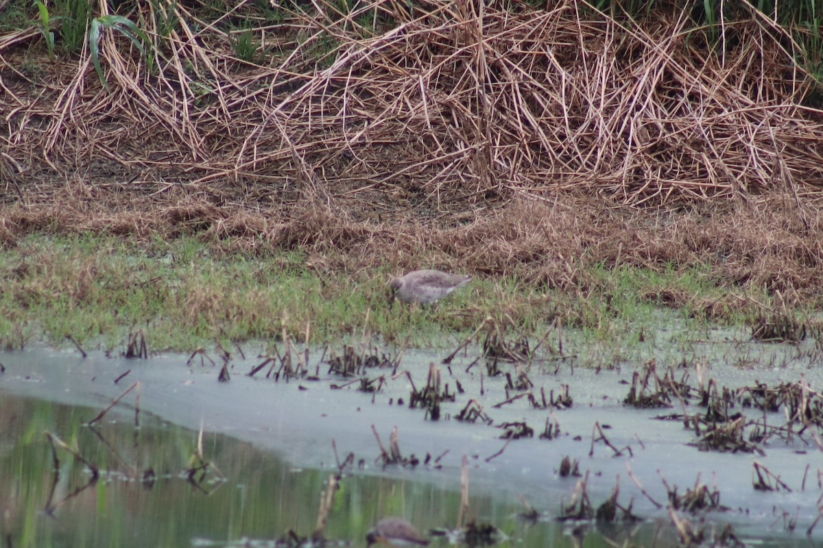 Willet - ML634495307