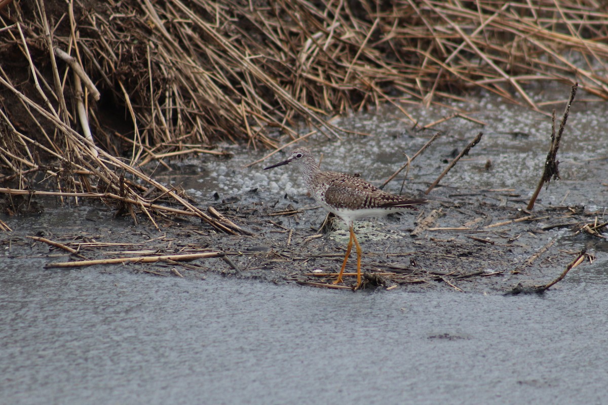 Lesser Yellowlegs - ML634495323