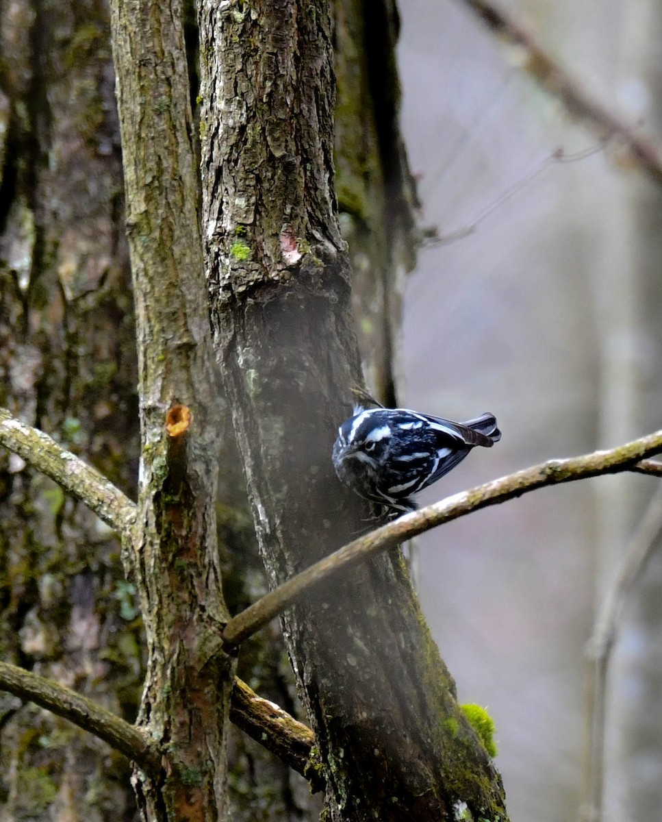 Black-and-white Warbler - ML634495330
