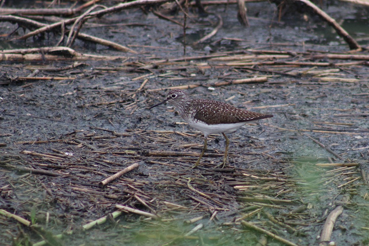 Solitary Sandpiper - ML634495331