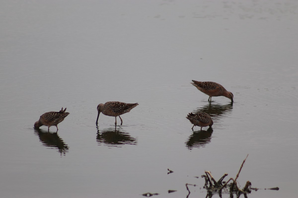 Long-billed Dowitcher - ML634495548