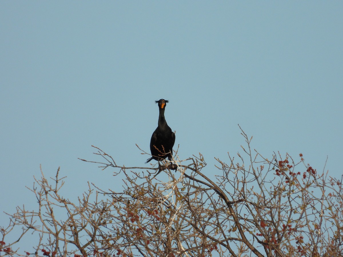 Double-crested Cormorant - ML634495554
