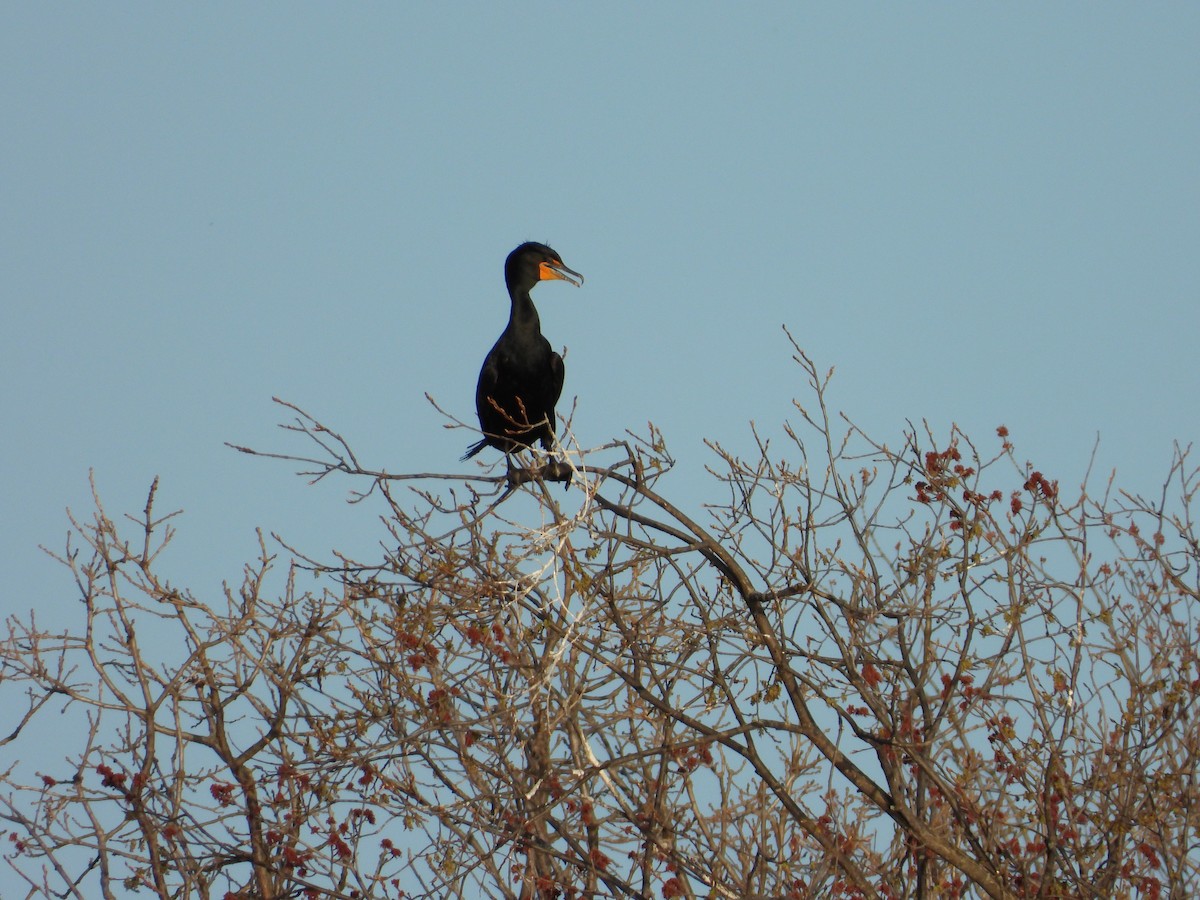Double-crested Cormorant - ML634495555