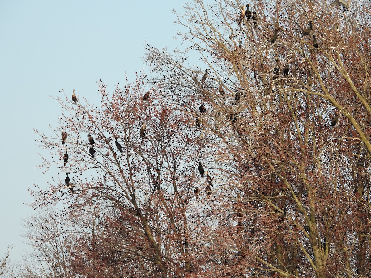 Double-crested Cormorant - ML634495556