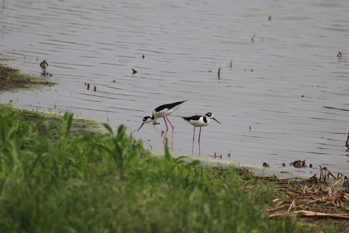 Black-necked Stilt - ML634495566