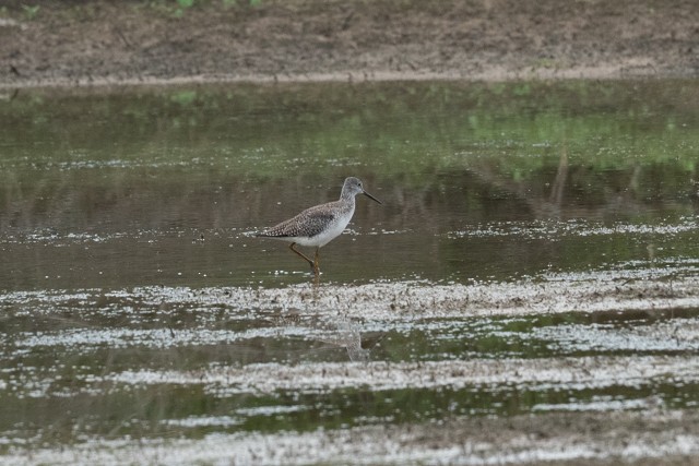 Greater Yellowlegs - ML634495569