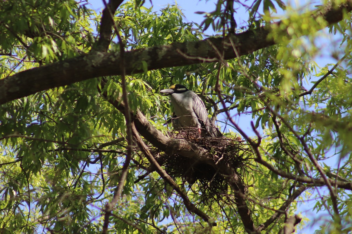 Yellow-crowned Night Heron - ML634495651