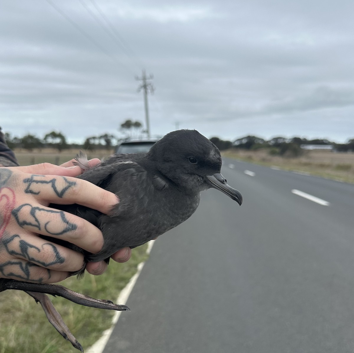 Short-tailed Shearwater - ML634495753
