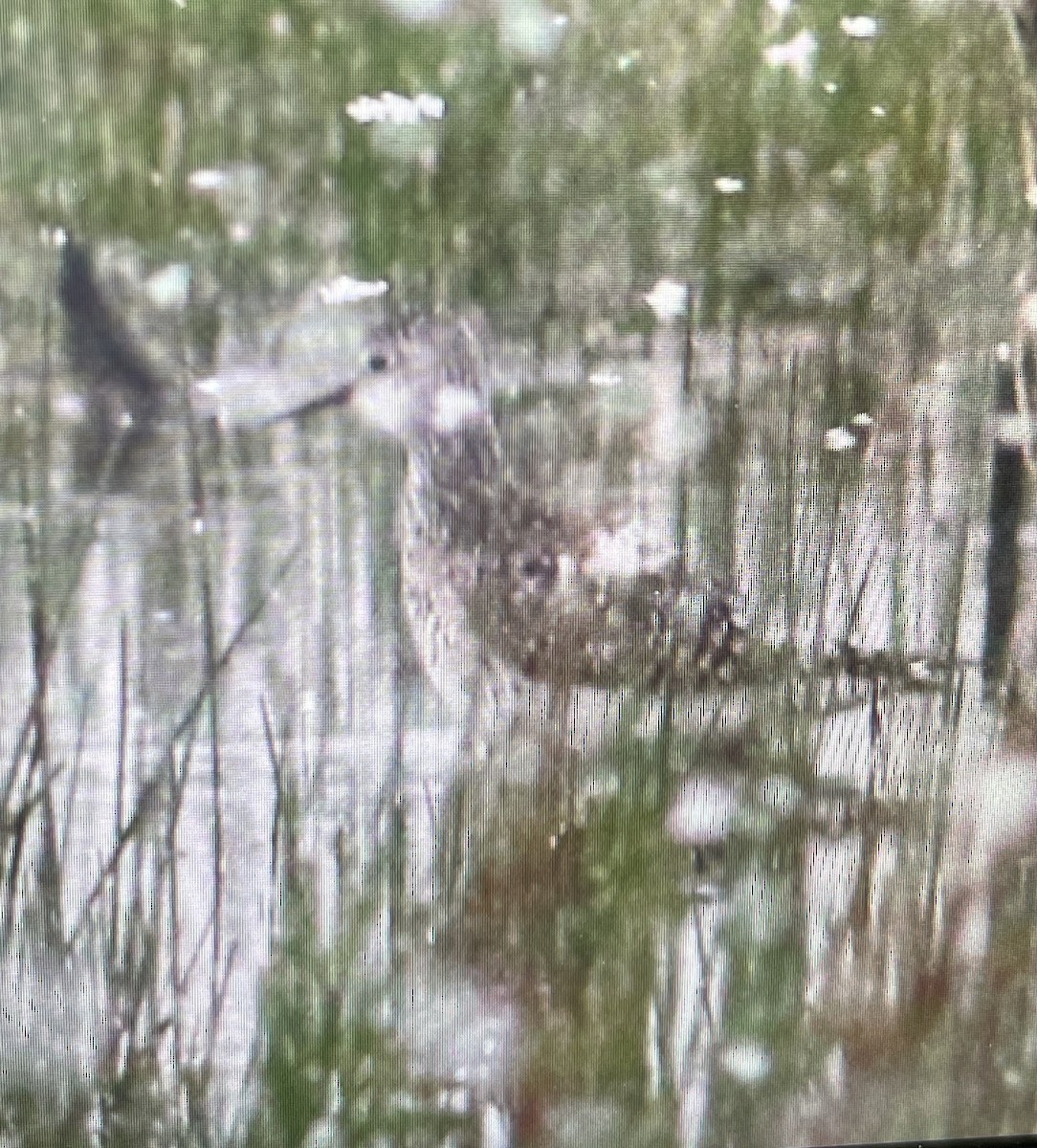 Lesser Yellowlegs - ML634495773