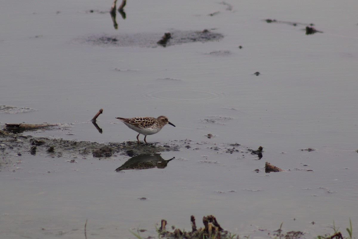 Least Sandpiper - ML634495851