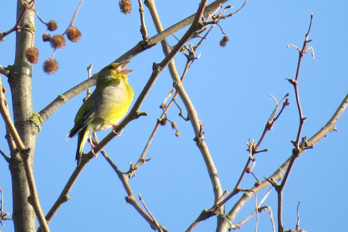 European Serin - ML634496001