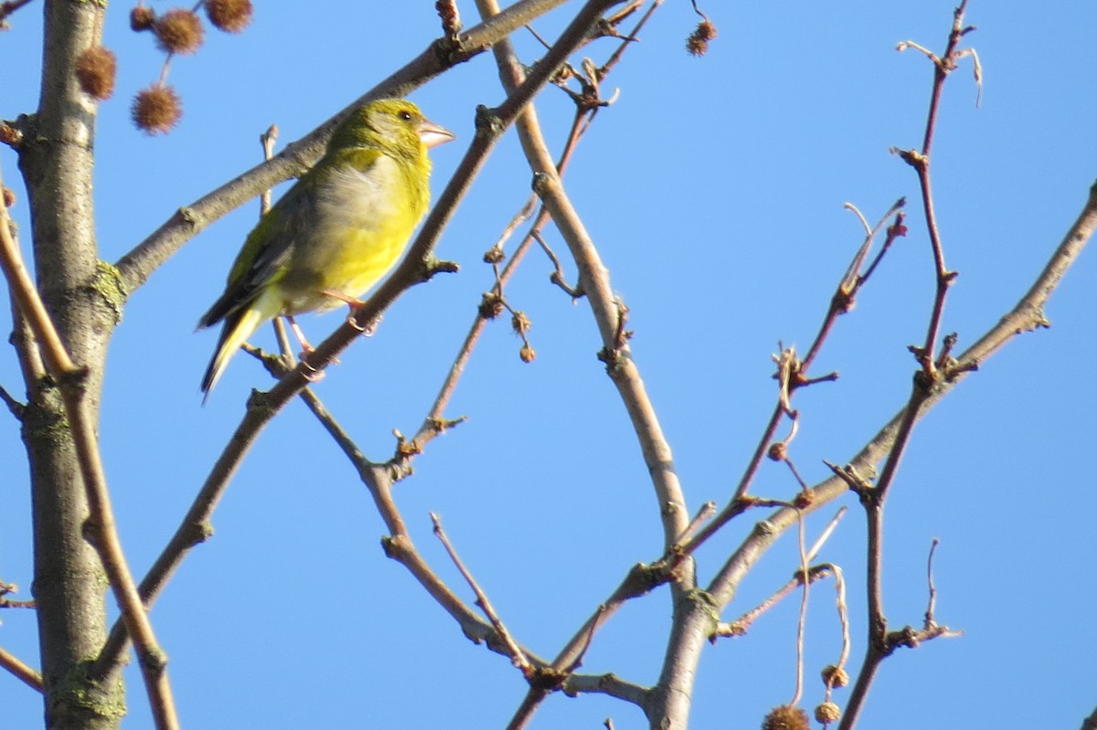 European Serin - ML634496002