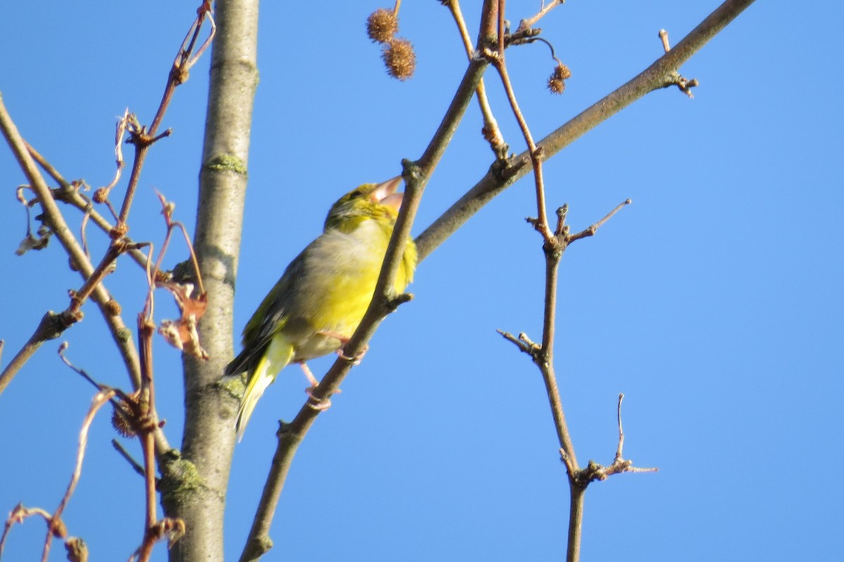 European Serin - ML634496003