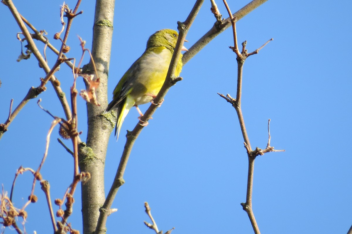 European Serin - ML634496004