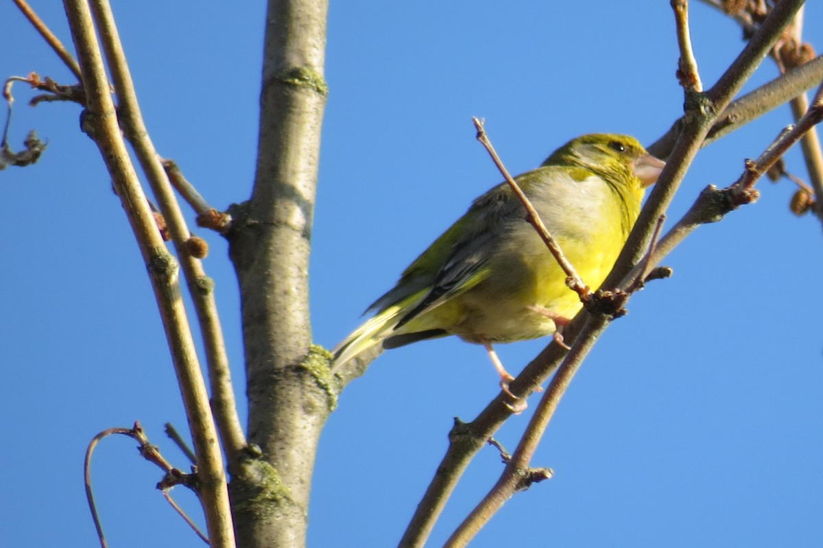 European Serin - ML634496005