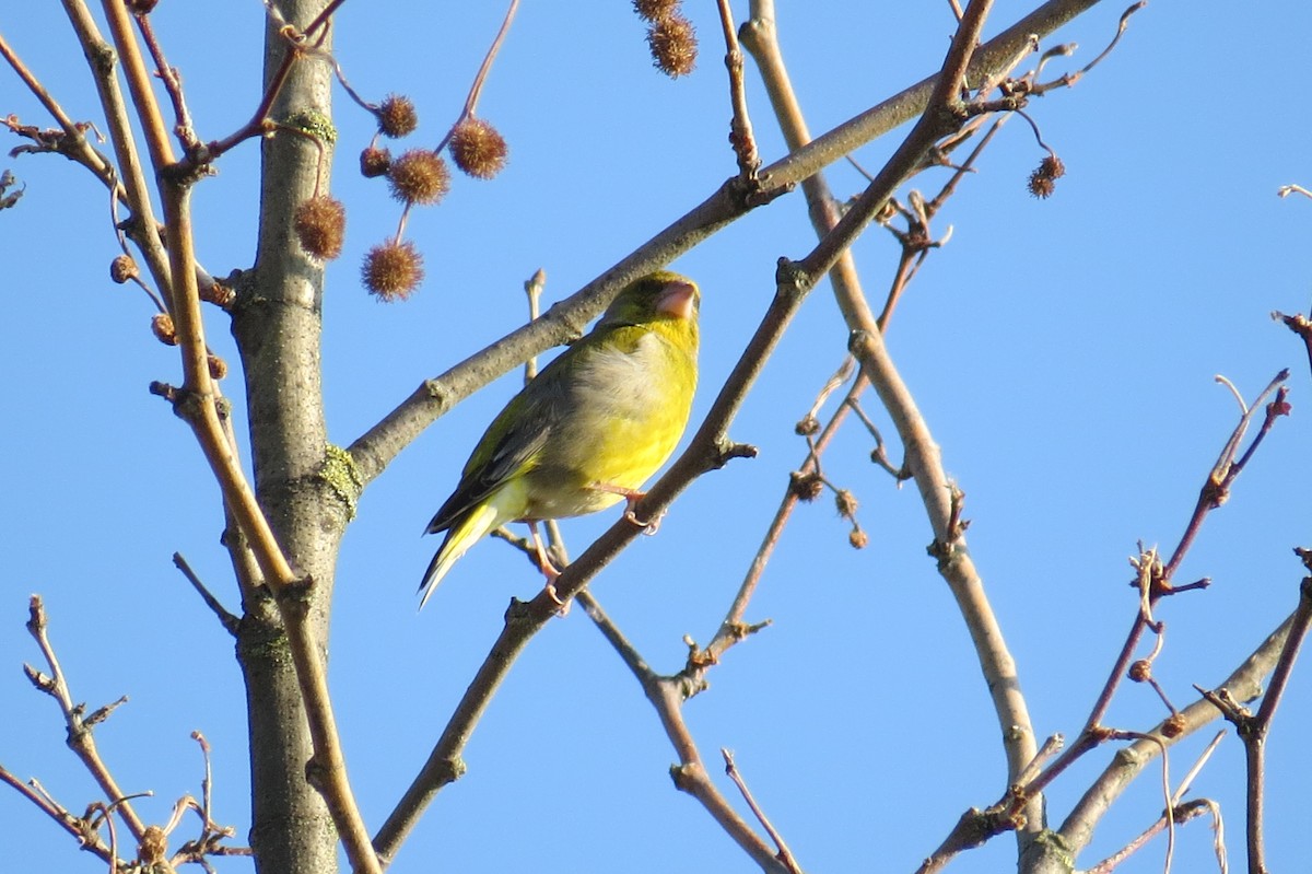 European Serin - ML634496006