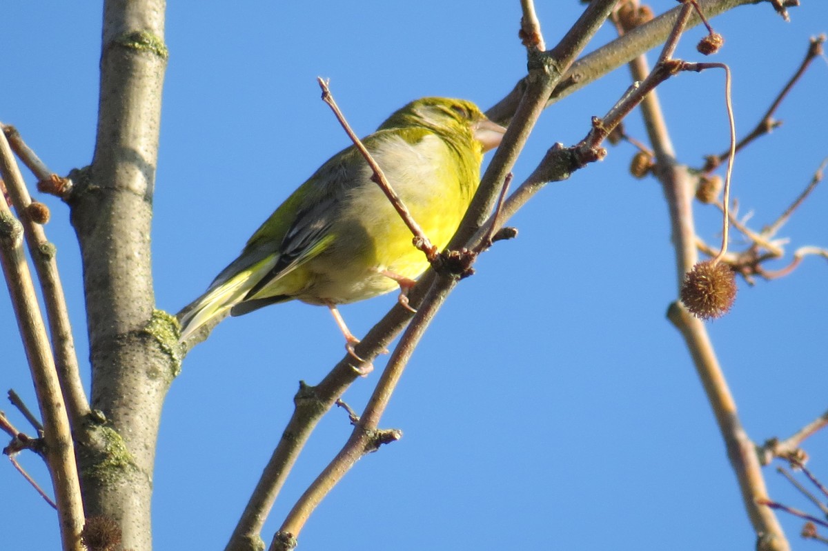 European Serin - ML634496008
