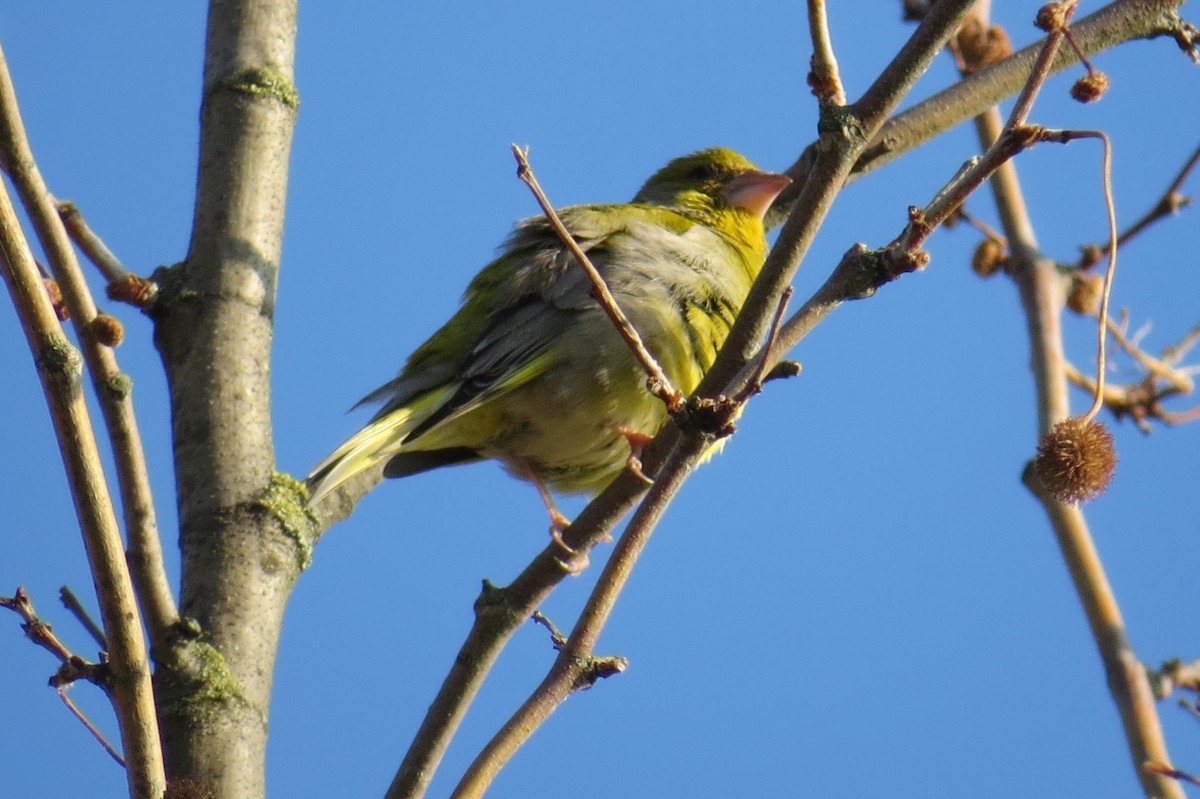 European Serin - ML634496009