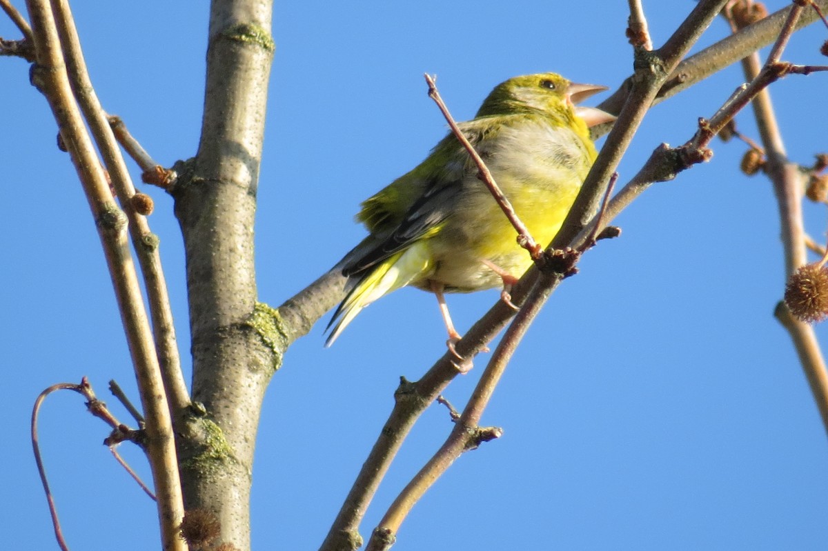 European Serin - ML634496010