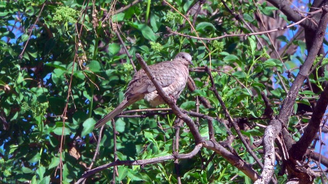 Inca Dove - ML634496093