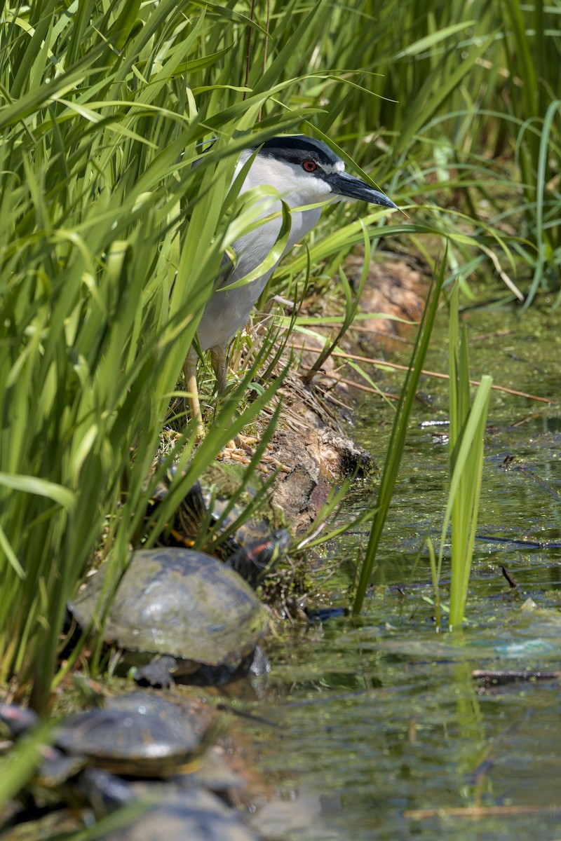 Black-crowned Night Heron - ML634496612