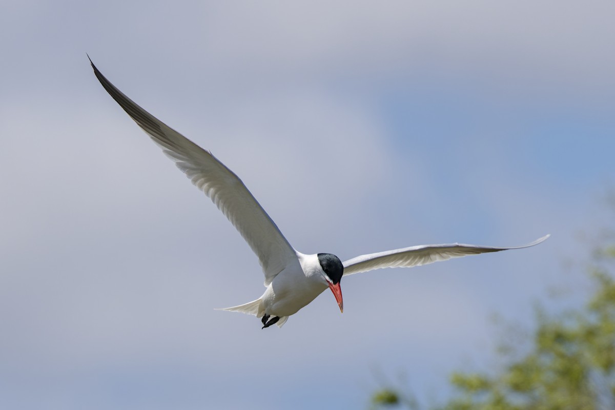 Caspian Tern - ML634496658