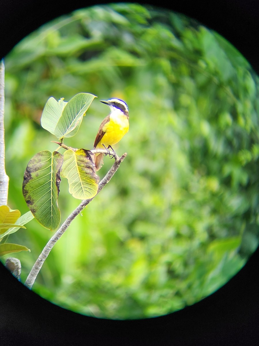 Great Kiskadee - ML634496728
