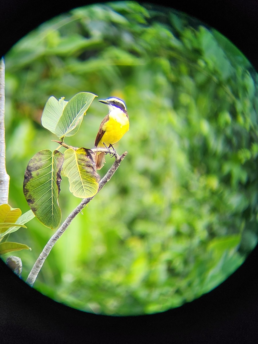 Great Kiskadee - ML634496729