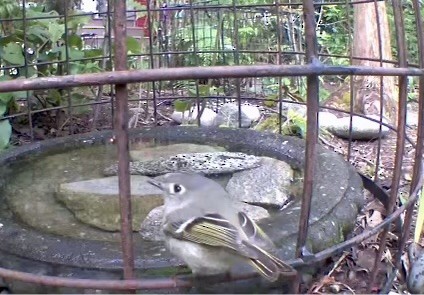 Ruby-crowned Kinglet - ML634497043