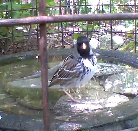 Harris's Sparrow - ML634497061