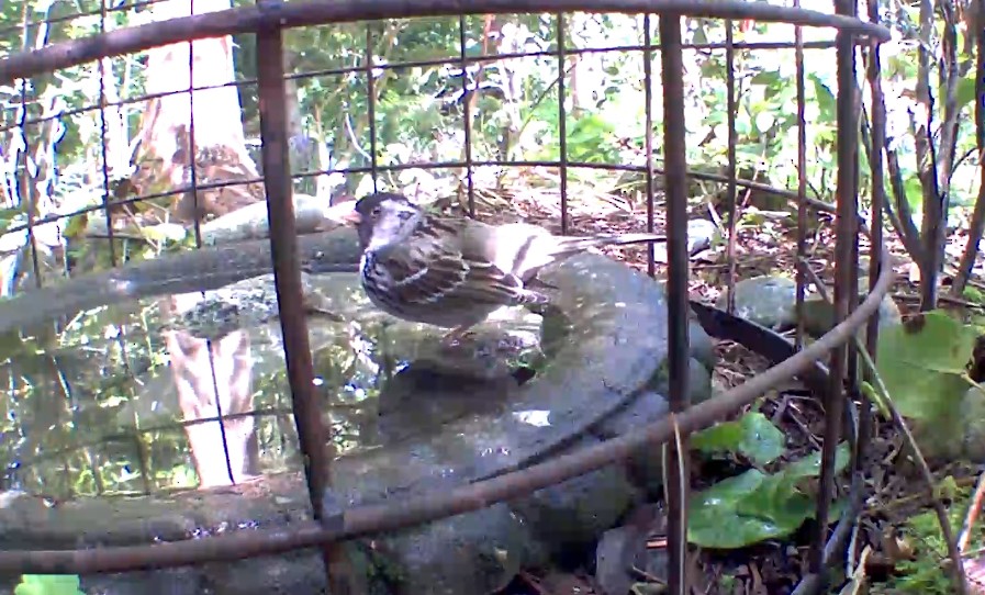 Harris's Sparrow - ML634497170