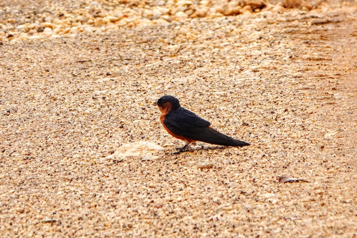 Sri Lanka Swallow - ML634497178