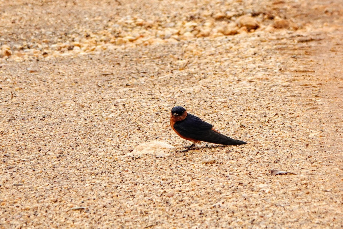 Sri Lanka Swallow - ML634497179