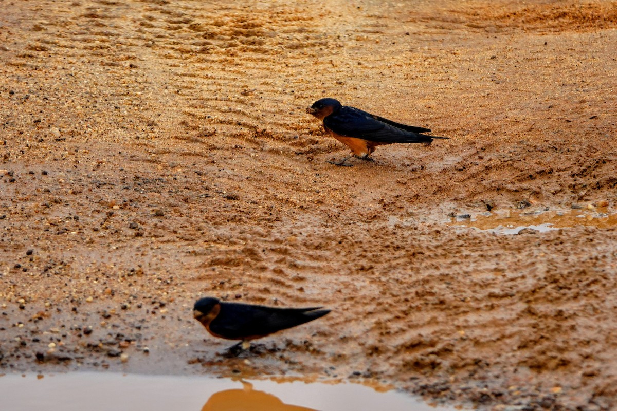 Sri Lanka Swallow - ML634497181