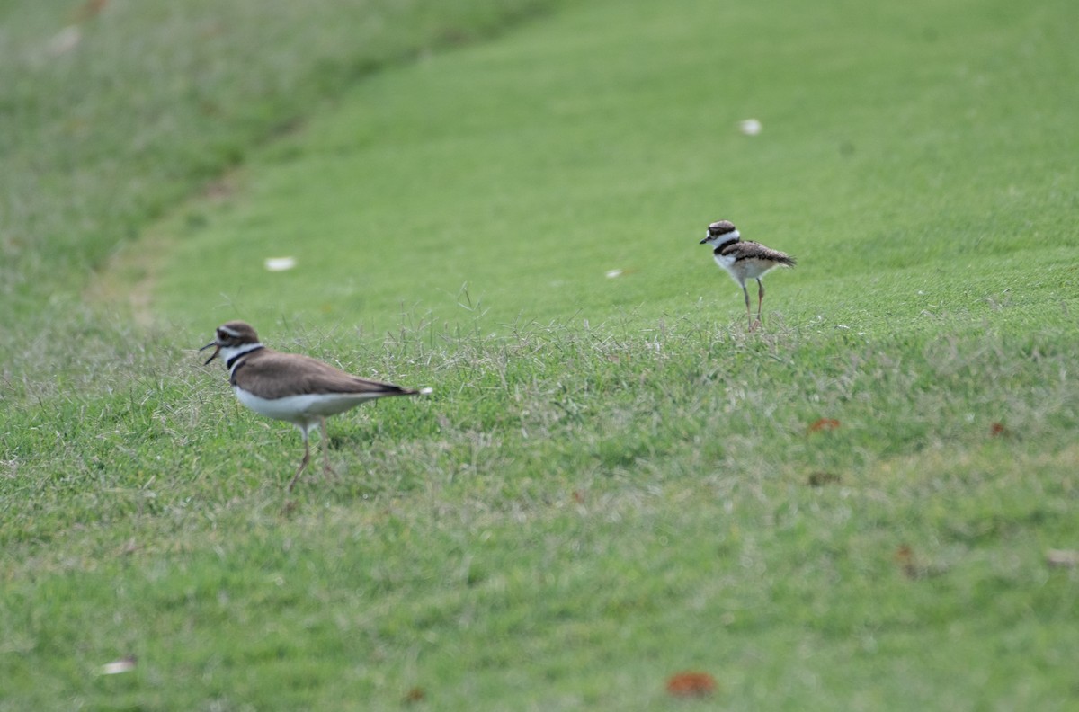 Killdeer - ML634497236