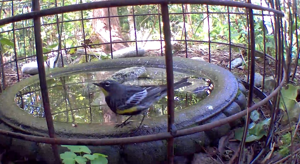 Yellow-rumped Warbler - ML634497255