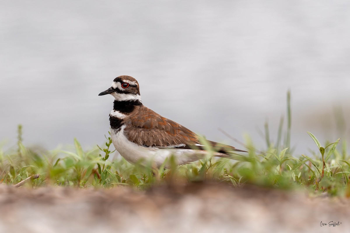 Killdeer - ML634497274