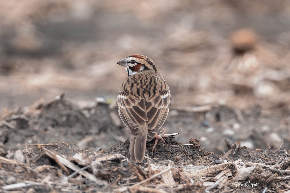 Lark Sparrow - ML634497306