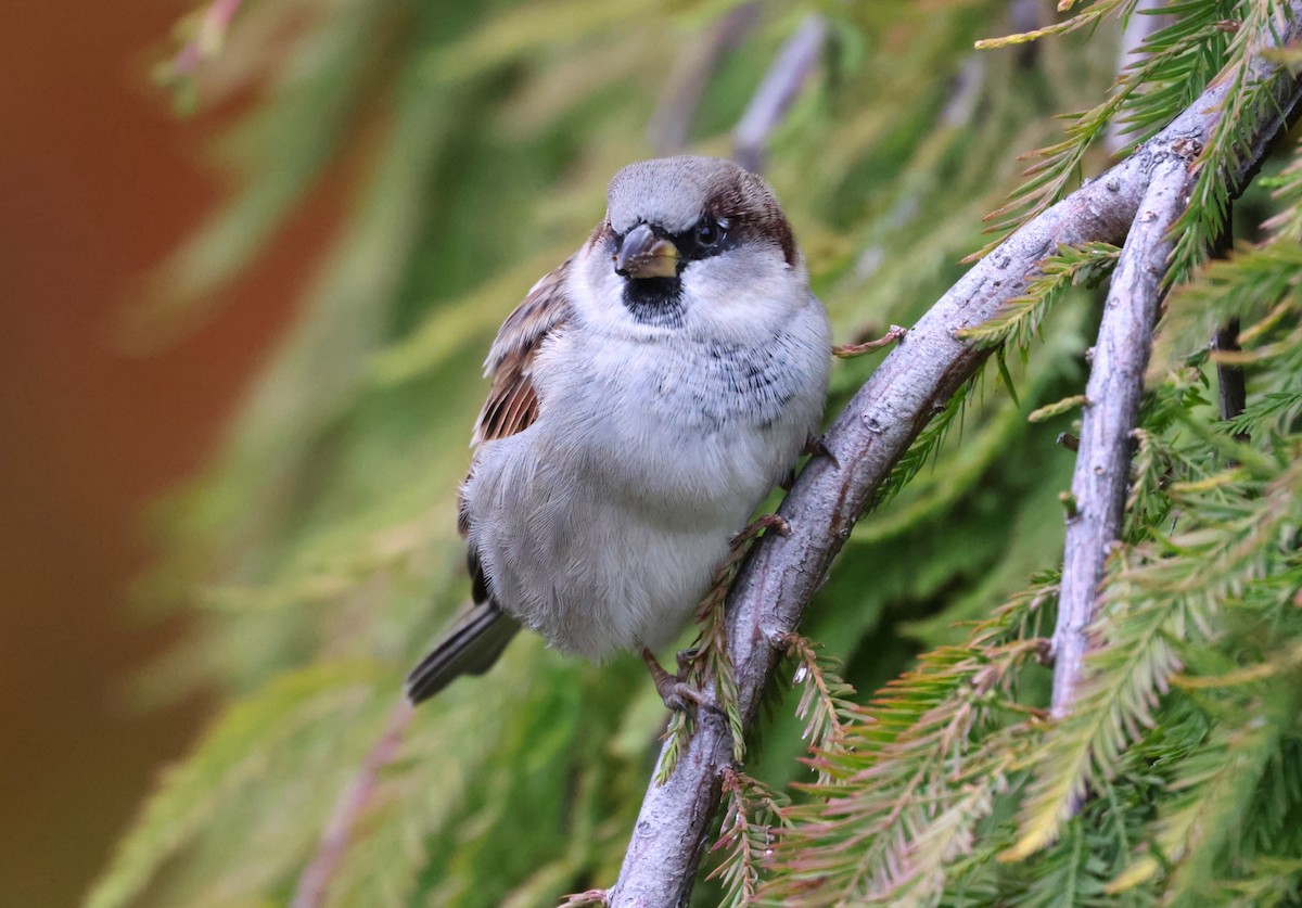 House Sparrow - ML634497338