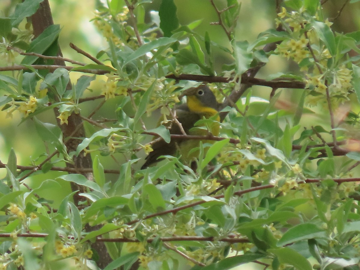 Nashville Warbler - ML634497342